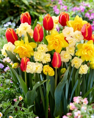 Set tulipanov in narcis - Verandi, Cheerfulness in Dick Wilden - 45 kos
