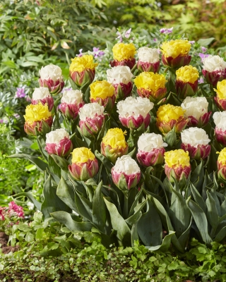 Laimīgu pavasari - 20 tulpju sīpoli - divu šķirņu sastāvs