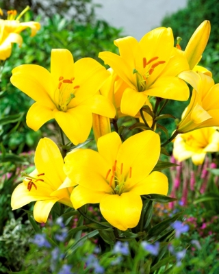 Yellow Planet trumpet lily - large pack! - 10 pcs