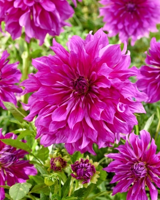 Dahlia --Taiheijo violet