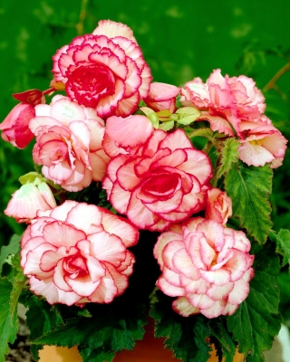 Bouton de Rose begonia - pink-hvid - stor pakke! - 20 stk.