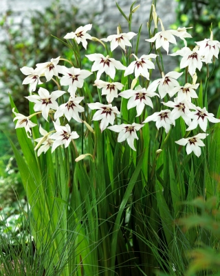 Acidanthera murielae - groot pakket! - 200 stuks; Gladiolus murielae, Abessijnse gladiolen, geurige gladiolen - 