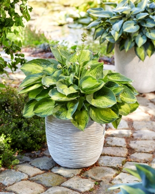 Alligator Alley hosta, plantain lily - large package! - 10 pcs