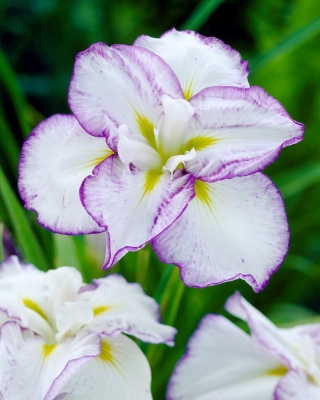 Illallislautanen Tiramisu japanilainen iiris (Iris ensata)