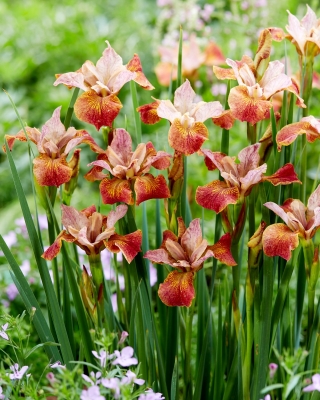Paprikash Sibirische Iris, sibirische Flagge - 