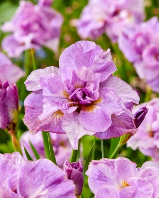Pink Parfait Siberian iris, bandera siberiana - ¡paquete grande! - 10 piezas
