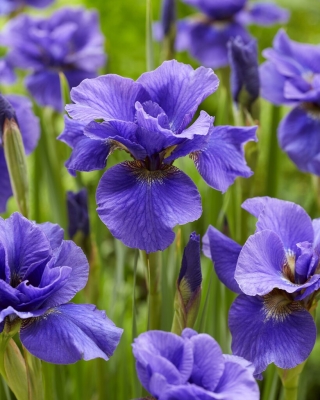 Iris siberian agitat, steag siberian