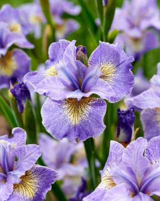 Reel Süße sibirische Iris, sibirische Flagge - 