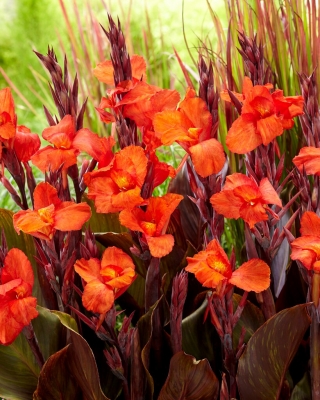 Cleopatra Red canna lily