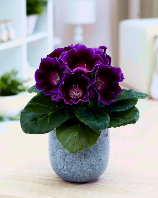 Gloxinia violet fonce Hollywood - grand paquet ! - 10 pieces
