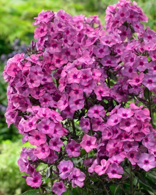 Classic Cassis fall phlox - large package! - 10 pcs