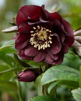Dvojitá Ellen Purple Pôstna ruža