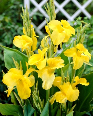 Keltainen canna lilja