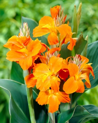 Orange canna lily