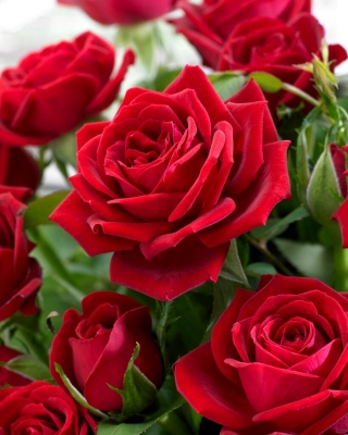 Rosa de flores grandes - rojo - plántulas en maceta - 