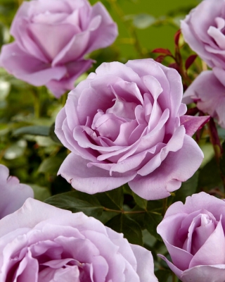 Stambiažiedė rožė - purpurinė - vazoninis daigas - 