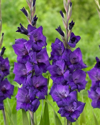 Gladiolus - vijolični cvetovi - XXXL paket 250 kosov čebulic velikosti XXL - 