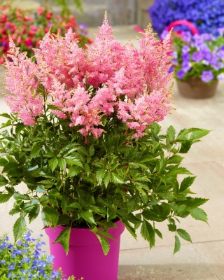 Astilbe "Darwin's Dream" - rose clair; fausse spiree - gros paquet ! - 10 pieces