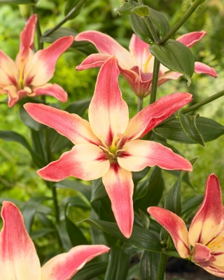 Easy Dream Asiatic lily - large package! - 10 pcs