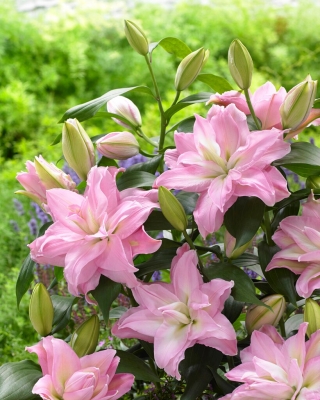 Roselily Editha Ориенталска лилия - ароматна, двуцветна