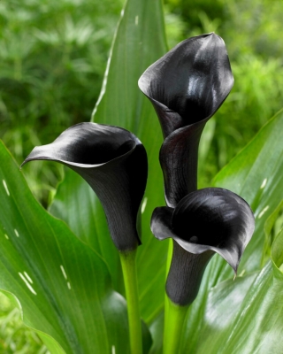 Calla lily preto (Zantedeschia) - pacote grande! - 10 pcs.