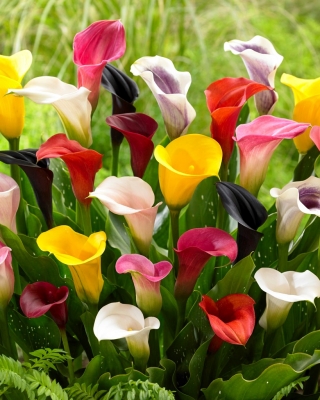 Calla lily colour selection - large package! - 10 pcs