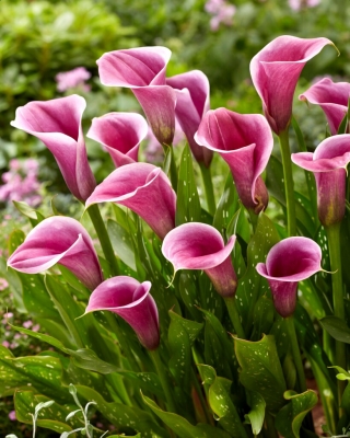 Sannah calla lily (Zantedeschia)