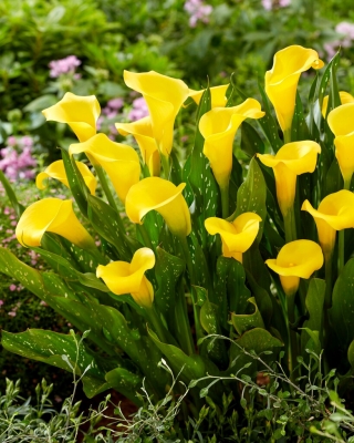Aurinkokerho calla lily (Zantedeschia)
