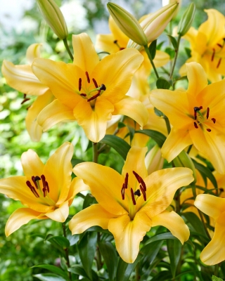 Corcovado tree lily - large package! - 10 pcs