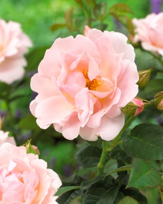 Светло розова паркова роза - разсад - 