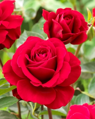 Rdeča večcvetna vrtnica (Polyantha) BREZ trnja - sadika - 
