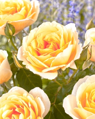 Thé multiflora rose (Polyantha) - semis - 