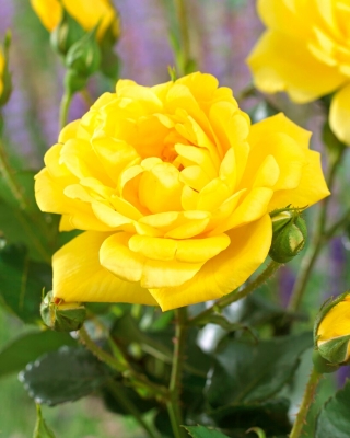 "Allgold" multiflora ros (Polyantha) - planta - 