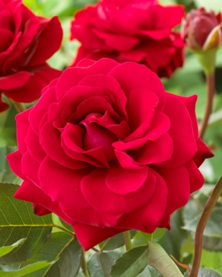 "Concerto" multiflora ruusu (Polyantha) - taimi - 