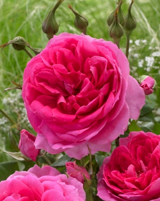 Увивна роза "Розов облак" - разсад - 