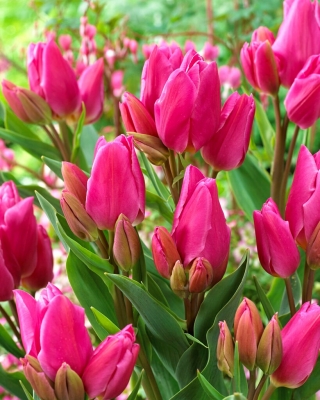 Tulipa Šťastná rodina - Tulip Happy Family - 5 květinové cibule - Tulipa Happy Family