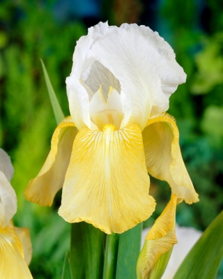 Iris pináculo