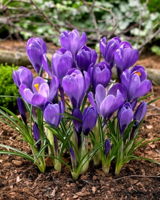 Crocus cu flori mari violet - 10 buc.