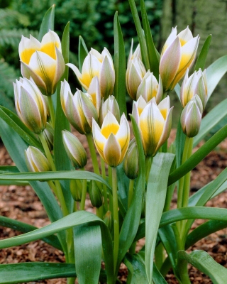 Little Star tulip - 5 pcs