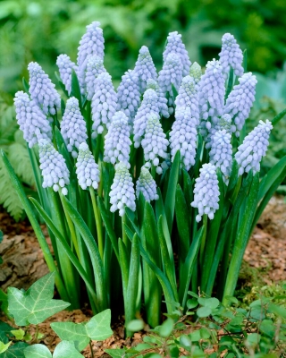 Valerie Finnis hroznový hyacint - XXXL balenie - 500 ks