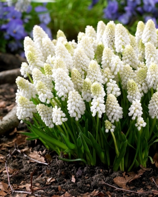 Hroznový hyacint White Magic - XXXL balenie - 500 ks