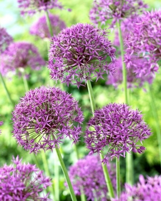 Violet Beauty ornamental onion - XL pack 30 pcs