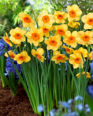 Kedron daffodil - XXXL pack  250 pcs