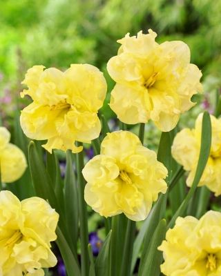 Sunny Side Up daffodil - 5 pcs