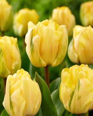 Tulipes Akebono - 5 pieces