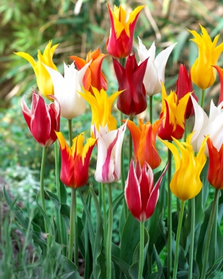 Seleção de tulipas com flores de lírio - Mistura de flores de lírio - 5 unidades