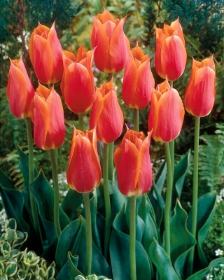 Big Brother tulip - 5 pcs