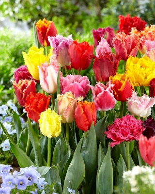 Výber tulipánov so strapcami - Mix so strapcami - XL balenie - 50 ks