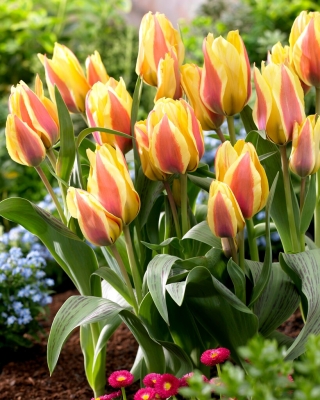 City Flower tulipán - XXXL balení 250 ks.