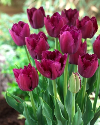 Göndör Sue tulipán - 5 db.